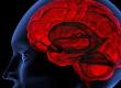 Why a Bigger Brain Isn't a Better Brain