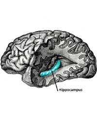 Amnesia Brain Skills Hippocampus Memory