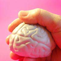 Brain Size Longevity Social Intelligence
