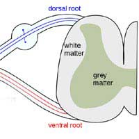 Read Learning Literacy Learning Brain