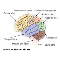 Motor Skills Cortex Movement Homunculus